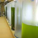 Shrimp Farming in the desert