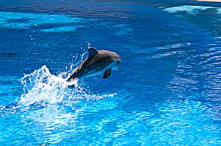 A 2-week-old dolphin calf jumps out of the water at Siegfried & Roy's Secret Garden and Dolphin Habitat July 20th, 2011.