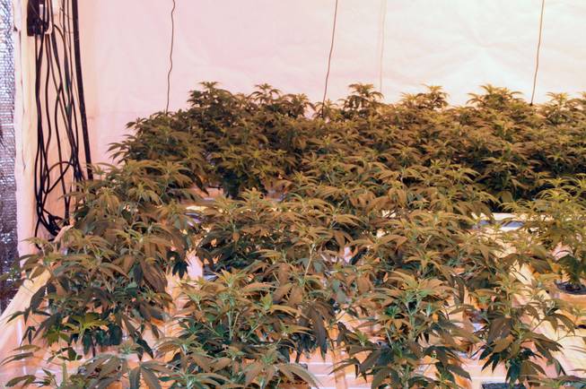 Marijuana filled a room at 2440 Turtle Street in Pahrump in August 2011. The alleged operator of the grow house was 28-year-old Amos Cavallo.