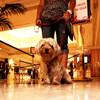 Martha Ramirez of San Diego stands with her Yorkie, Bella, in the lobby of the Flamingo on Thursday, Aug. 11, 2011. Caesars Entertainment has launched a PetStay program across its Las Vegas resorts that includes dog-friendly rooms, doggy treats and relief areas.