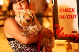 Martha Ramirez of San Diego stands with her Yorkie, Bella, in the lobby of the Flamingo on Thursday, Aug. 11, 2011. Caesars Entertainment has launched a PetStay program across its Las Vegas resorts that includes dog-friendly rooms, doggy treats and relief areas.