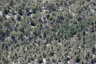 Authorities discovered the 4-acre marijuana cultivation site on Mount Charleston in the Deer Creek area, between Kyle and Lee canyons. Crews airlifted the 4,685 plants out of the site Wednesday.