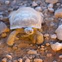 Mojave Desert Tortoise