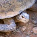 Mojave Desert Tortoise