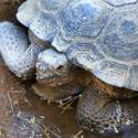 Mojave Desert Tortoise