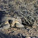 Mojave Desert Tortoise