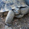 Mojave Desert Tortoise