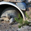 Mojave Desert Tortoise