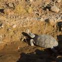 Mojave Desert Tortoise