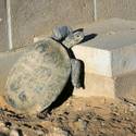 Mojave Desert Tortoise