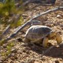 Mojave Desert Tortoise