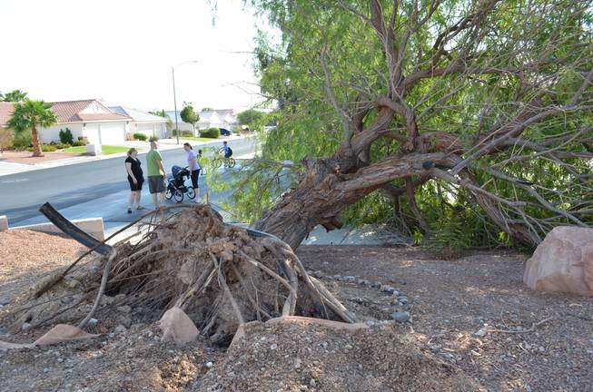 Derek and Julie Jones talk to neighbors after their 30-foot mesquite tree was uprooted after a brief, intense windstorm swept through parts of Henderson after 5 p.m. Thursday, Sept. 8, 2011. The couple live at the corner of Leaf Bud Court and Teal Point Lane.  "We're just lucky," Derek Jones said, "that the wind was blowing the direction it did, otherwise it would have landed on our house."  His pregnant wife remarked that her son will grow up without knowing what it's like to have a tree in the yard.