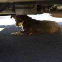 Dog Rescue on Spring Mountain