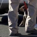 Dog Rescue on Spring Mountain