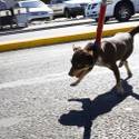 Dog Rescue on Spring Mountain