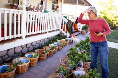 Farm owner Laura Bledsoe looks over the weekly harvest at Quail Hollow Farm in Overton on Wednesday, Nov. 9, 2011.