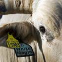 NFR Livestock