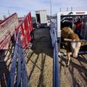 NFR Livestock