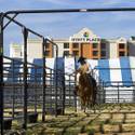 NFR Livestock
