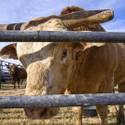 NFR Livestock
