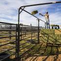 NFR Livestock
