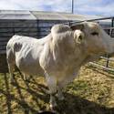 NFR Livestock