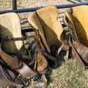 NFR Livestock