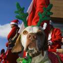 2011 Great Santa Run