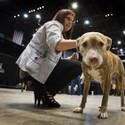 Charlie's Angels Pet Fair at MGM