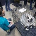 Charlie's Angels Pet Fair at MGM