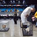 Charlie's Angels Pet Fair at MGM
