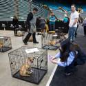 Charlie's Angels Pet Fair at MGM