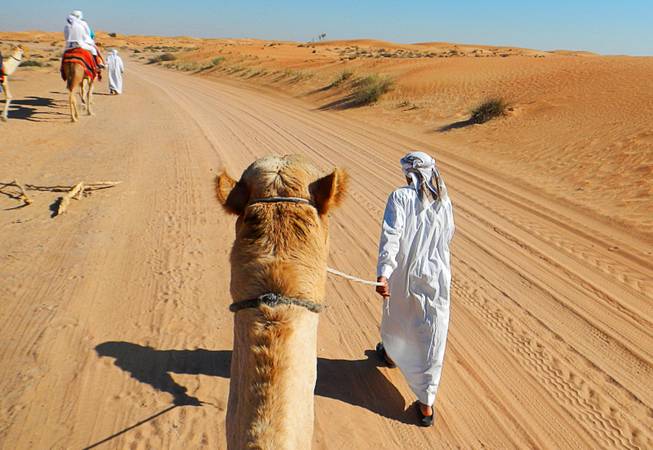 In Dubai, United Arab Emirates, camel riding is a main tourist attraction on the outskirts of the city. December  2011.