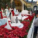 Winter Exhibit at Bellagio Conservatory