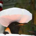 Winter Exhibit at Bellagio Conservatory