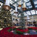 Winter Exhibit at Bellagio Conservatory