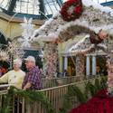 Winter Exhibit at Bellagio Conservatory