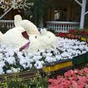 Winter Exhibit at Bellagio Conservatory