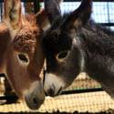 Burros in Love