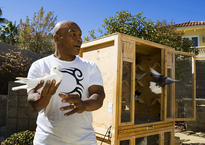 Boxer Mike Tyson, former undisputed heavyweight champion, prepares to release a pigeon at his home in Henderson Friday, Feb. 24, 2012. Tyson breeds rolling pigeons, a variety of pigeon that has the ability to tumble or roll in the air.