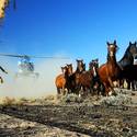Wild horses