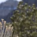 Mount Charleston Scenics
