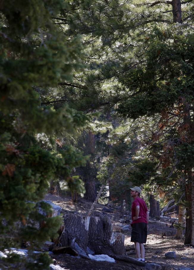 A hiker takes a look around the Lower Cathedral Rock trail in Kyle Canyon on Mount Charleston Thursday, April 5, 2012.