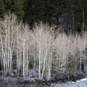 Mount Charleston Scenics
