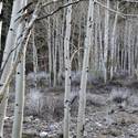 Mount Charleston Scenics
