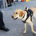 Rufus Wins Best In Show