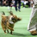 Rufus Wins Best In Show