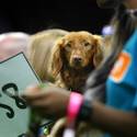 Rufus Wins Best In Show