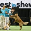 Rufus Wins Best In Show
