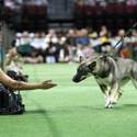Rufus Wins Best In Show
